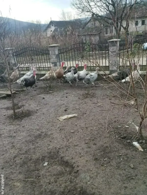 Vând curci și curcani de casa - imagine 2