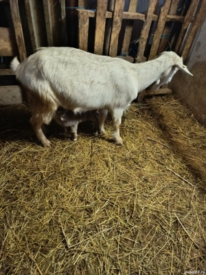 Capre de rasa cu iezi - imagine 2