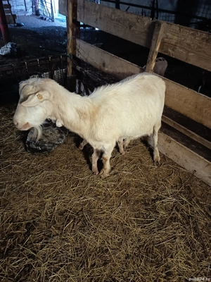 Capre de rasa cu iezi - imagine 3