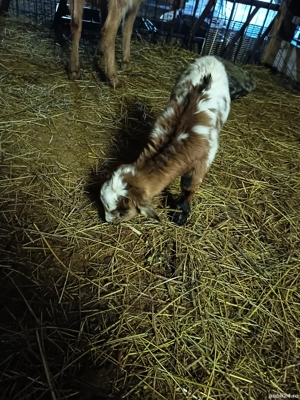 Vând capra metis fătată cu ieduta - imagine 4