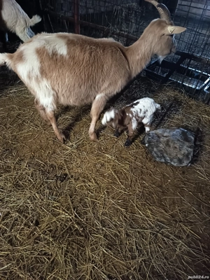 Vând capra metis fătată cu ieduta - imagine 5