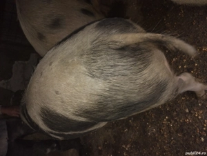 Vând porci pt sacficat crescuți natural 