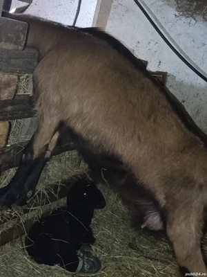 Vând capra alpina franceza  - imagine 5