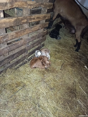 Vând capra alpina franceza  - imagine 3