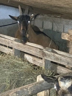 Vând capra alpina franceza 