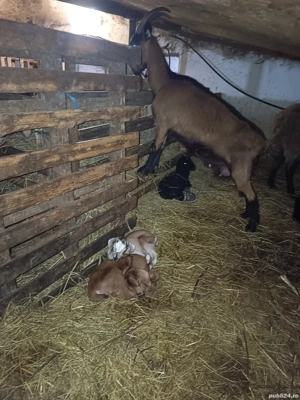 Vând capra alpina franceza  - imagine 4