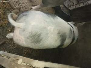 Vând porci pt sacficat crescuți natural  - imagine 4