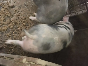 Vând porci pt sacficat crescuți natural  - imagine 1