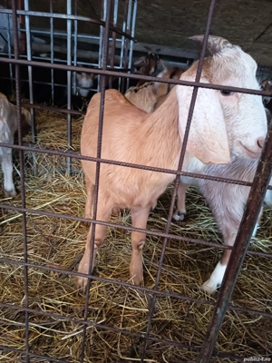 Țap anglonubian rasa pura