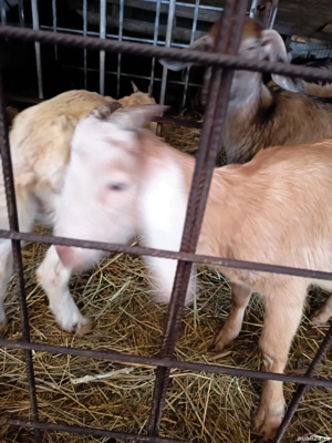 Țap anglonubian rasa pura - imagine 2