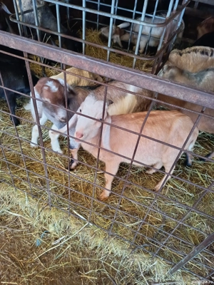 Țap anglonubian rasa pura - imagine 3