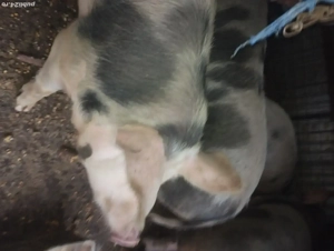 Vând porci pt sacficat crescuți natural  - imagine 5