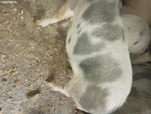 Vând porci pt sacficat crescuți natural  - imagine 3