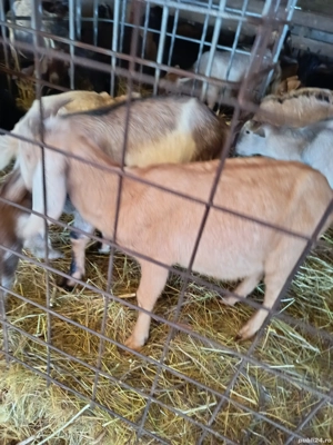 Țap anglonubian rasa pura - imagine 5