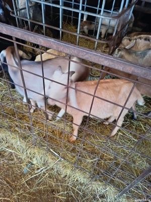 Țap anglonubian rasa pura - imagine 4