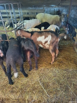 Vând iezi  - imagine 4