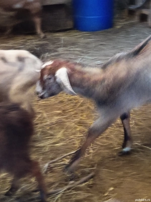 Vând iezi  - imagine 3