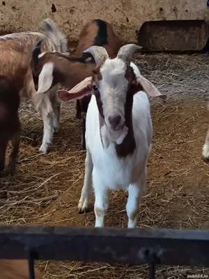 Vând iezi  - imagine 2