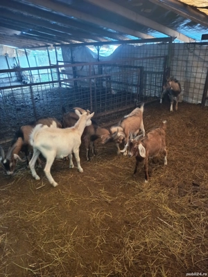 Vând iezi  - imagine 5