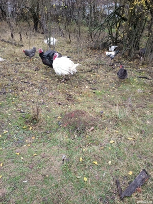 Curcani rasa de carne  - imagine 2