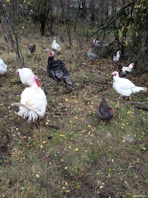 Curcani rasa de carne  - imagine 3