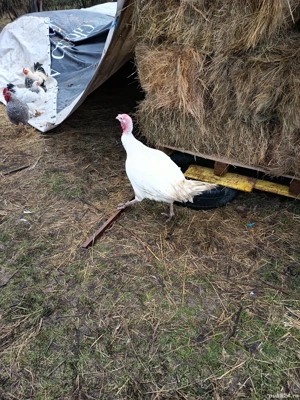 Curcani rasa de carne  - imagine 5