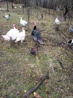 Curcani rasa de carne 