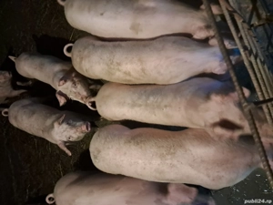 purcei 14 saptamani 600 bucata