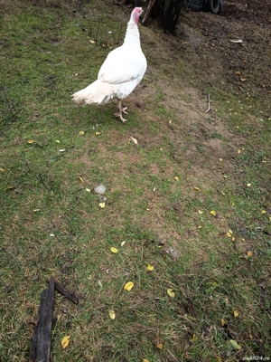 Curcani rasa de carne  - imagine 4