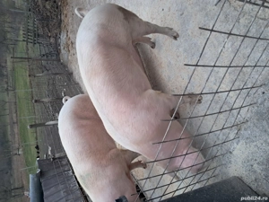 porci pentru taiere au 1,70 1,80 kg