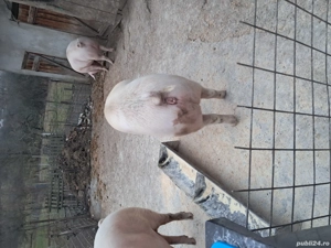 porci pentru taiere au 1,70 1,80 kg - imagine 2