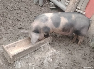 Vând 2 porci pentru sacrificat în Valea Lupsii 