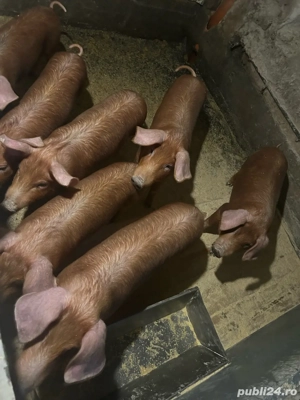 Vand porci duroc rasa curata  - imagine 3