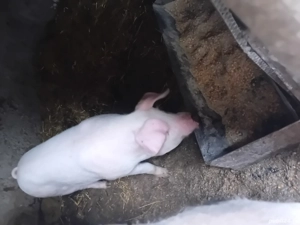 vînd  o scrofită  foarte frumoasă  - imagine 2