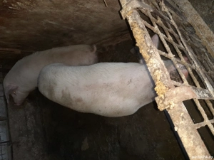 vând purcea la 465kg și porc și purcică la 80-110kg - imagine 2