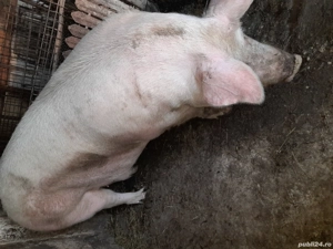 vând purcea la 465kg și porc și purcică la 80-110kg - imagine 4