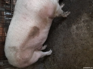vând purcea la 465kg și porc și purcică la 80-110kg - imagine 3