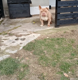 American bully pocket, 9 luni