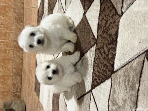 Vând căței bichon  - imagine 5