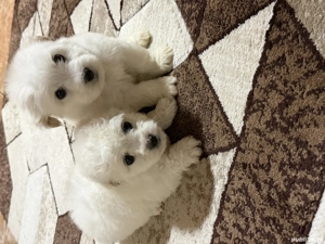 Vând căței bichon  - imagine 3