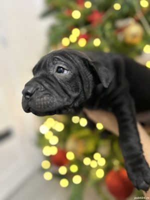 3 fetițe Shar-Pei negre - imagine 4