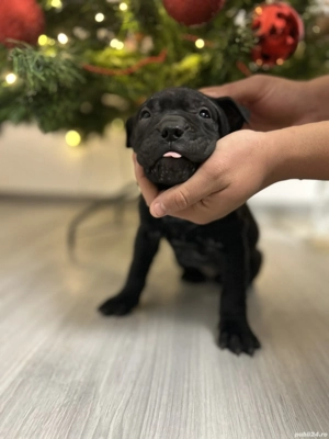 3 fetițe Shar-Pei negre - imagine 5