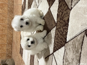 Vând căței bichon  - imagine 4