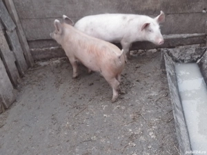 de vanzare 2 scrofite de 3 luni