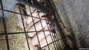 Vind purcei de 6 saptamani 