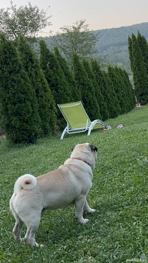 Mops 1 an și 8 luni - imagine 4