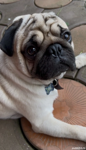 Mops 1 an și 8 luni - imagine 3