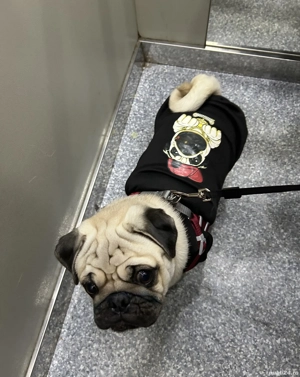 Mops 1 an și 8 luni - imagine 5