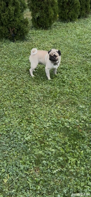 Mops 1 an și 8 luni - imagine 2