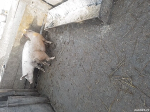 de vanzare 2 scrofite de 3 luni - imagine 2